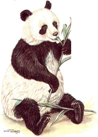 GIANT PANDA 