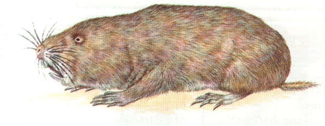 CAPE DUNE MOLE-RAT 