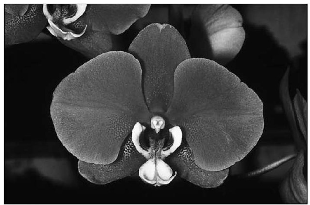 Phalaenopsis Hilo Lip is a dark cerise with a bright white lip. 