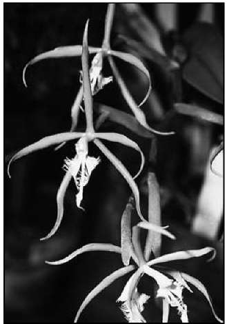 Epidendrum ciliare has a spidery green flower with a delicate white fringed lip. 