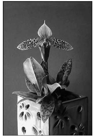 Paphiopedilum sukhakulii is a compact-growing, undemanding, high-performing slipper orchid. 