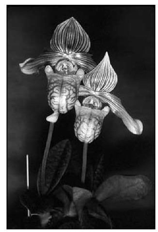 Paphiopedilum venustum is easily identified by its prominently veined lip or pouch. 