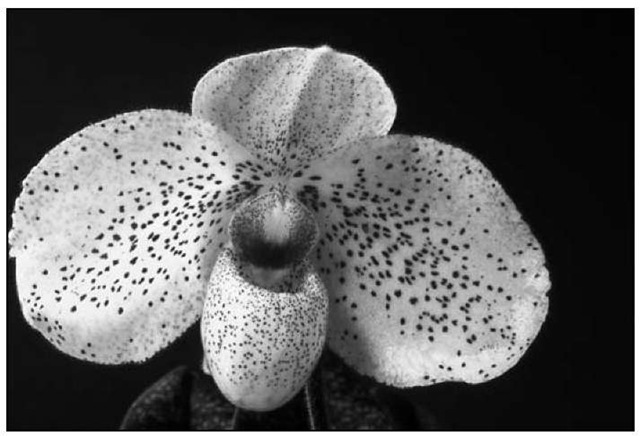 Paphiopedilum Vanda M. Pearman is admired for its elegant flower and attractive foliage. 