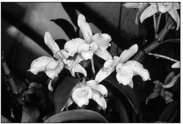 Dendrobium nobile var. virginale is a white form of this popular dendrobium.  