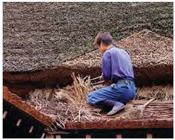 Resting on cedar shingles, a thatcher trims miscanthus stalks from a patch he's making to one of Kitamura's traditional roofs. The cedar shingles and miscanthus thatch are both local, renewable resources. 