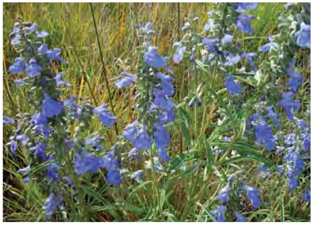 Intermingling with nearby grasses, Salvia azurea, known as pitcher sage or blue sage, mirrors the color of the prairie sky. 