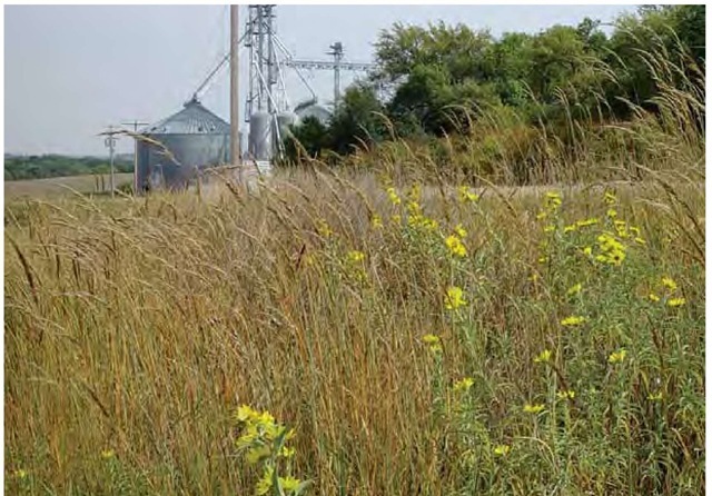 The vernacular form of the grain storage facility in the distance combines with Indian grass, Sorghastrum nutans, and Maximilian sunflower, Helianthus maximilia-nii (in the foreground), to tell a story of the contemporary Nebraska landscape. In fact, the prairie grasses and wildflowers owe their existence in part to the deliberate stewardship of Nebraska's Department of Roads. 