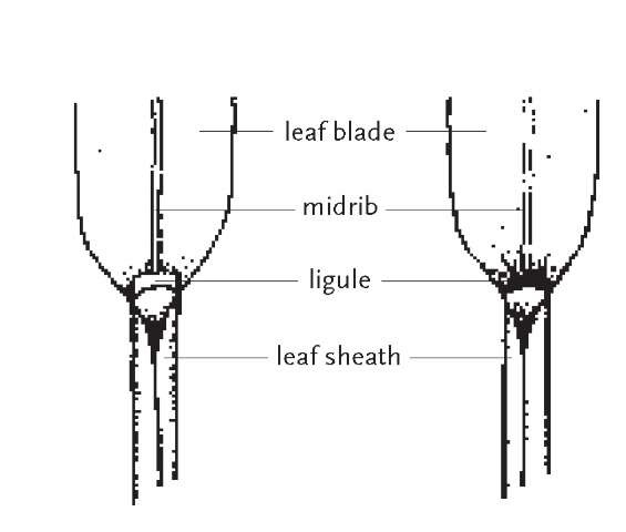Grass leaves typically have ligules located at the juncture of the leaf sheath and leaf blade, on the side facing the culm. Ligules may consist of a thin membranaceous ridge (left) or a row of fine hairs (right).