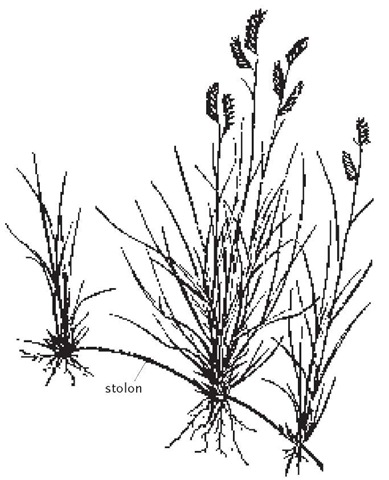 Buffalo grass, Buchloe dactyloides, spreads by stolons which produce new plants at the nodes. This species is dioecious, having male and female inflorescences on separate plants. Plants shown here are male.