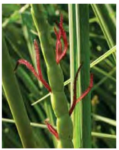Huge by grass standards, the bright red stigmas of eastern gama grass, Tripsacum dactyloides, extend from female spikelets located only in the lower portion of the inflorescence. 
