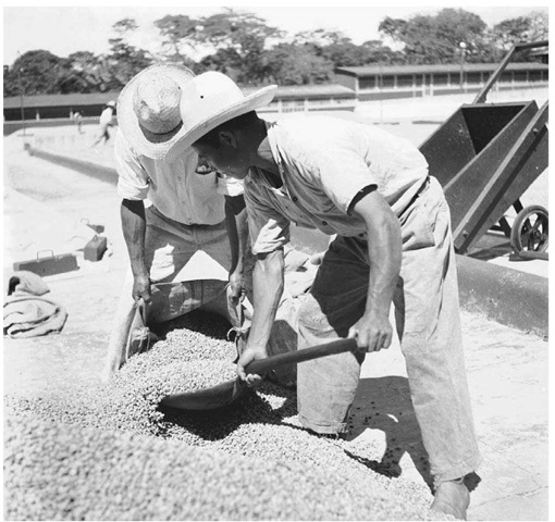 Shoveling Coffee Beans, El Salvador, 1955. Workers on a coffee plantation in El Salvador collect dried and sifted coffee beans from the beneficio, or drying area. 