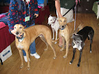 Aren't we the handsomest hounds?