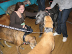 Some hounds checking each other out while their owners are shopping - there's an imposter in the group!