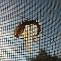Mantis Religiosa