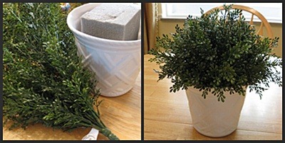[Boxwood10.jpg]