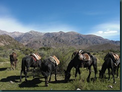 Horses graze at a desert oasis