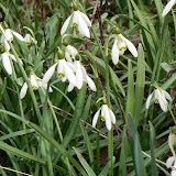 Galanthus, Perce -neige