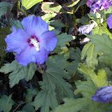 Hibiscus syriacus