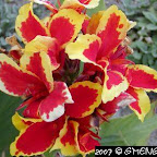 Plantes bulbeuses