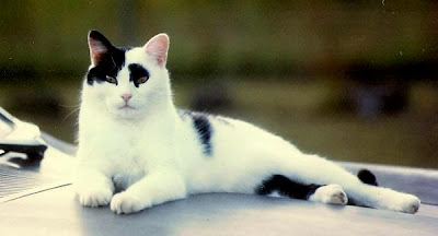 pictures-of-cats.org pictures-of-cats.org