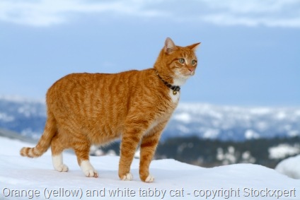 [yellow tabby cat 1[16].jpg]
