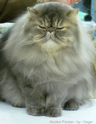 [modern persian cat at cat show[9].jpg]