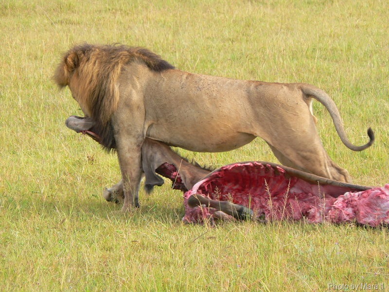 [lion eating prey Mara 1[7].jpg]