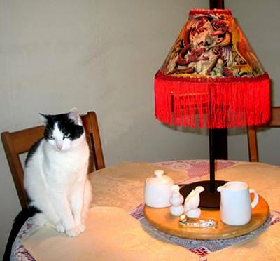 If you don#39;t cat safe your Black And White Cat Breeds And Pictures. If you don#39;t cat safe your