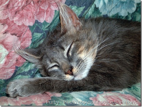 furby asleep furby asleep