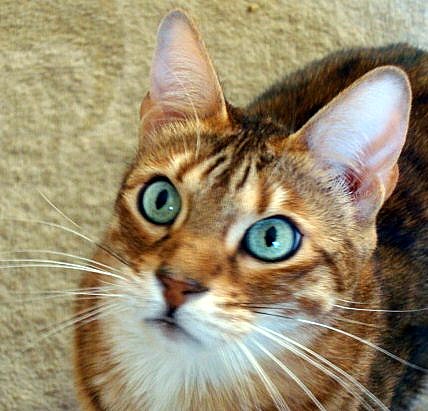 Chingo Savannah cat Look at those eyes photo Christine Wilson