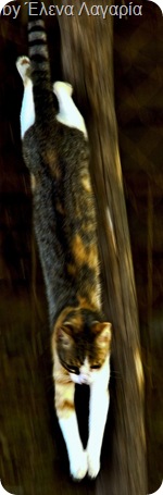 cat jumping showing off its anatomy