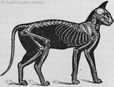 [Relative-Proportion-of-Skeleton-to-the-Exterior-of-the-Cat[15].jpg]