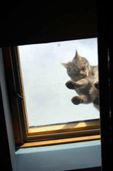 Joey a feral cat looking through a window