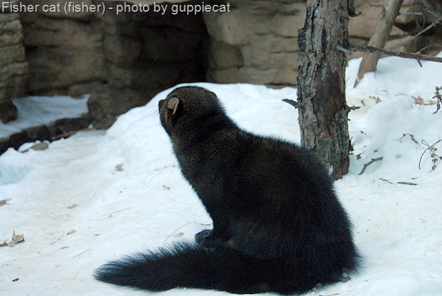 [fisher cat[15].jpg]