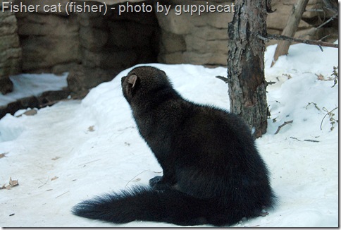 Fisher Cat Sounds