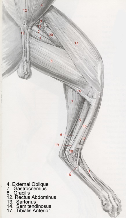 [hind leg muscles of a cat 1[3].jpg]