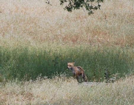 [fox and cubs[3].jpg]
