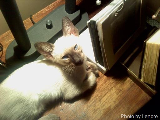[siamese cat blue on the end table[7].jpg]