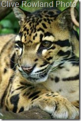clouded-leopard-henry