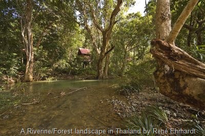 [riverine-forest-landscape[18].jpg]