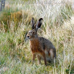 [chilean-hare[17].jpg]