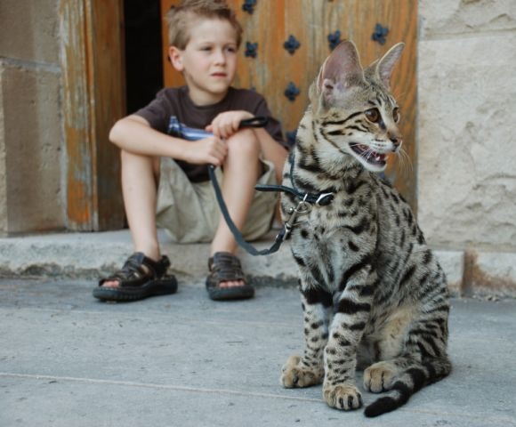 [kathrin-stucki-photos-savannah-cat-and-son[2].jpg]
