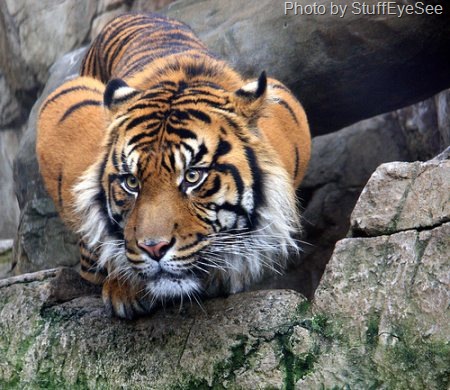 [sumatran-tiger-2[6].jpg]