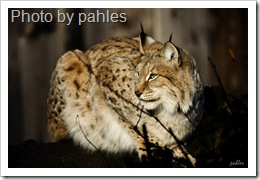 eurasian-lynx