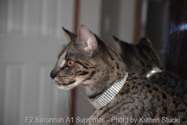 [savannah-cat-male-1-year-old-s[12].jpg]