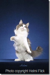 Norwegian Forest Cat on hind legs 