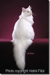 Norwegian Forest Cat - white cat 