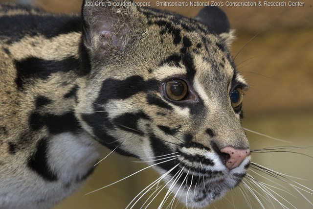[clouded leopard female[17].jpg]