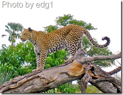 leopard