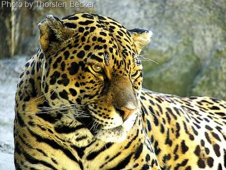 [captive jaguar[6].jpg]